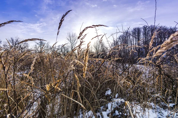 Dried plants with snow in winter field