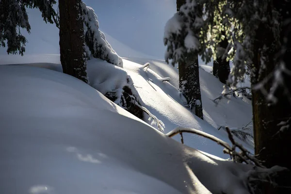 Сніг Вкривав Ялинки Зимовому Лісі — стокове фото