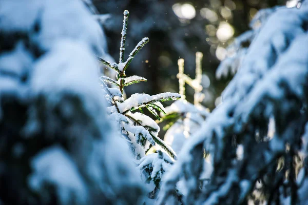 Árboles Cubiertos Nieve Ramas — Foto de Stock