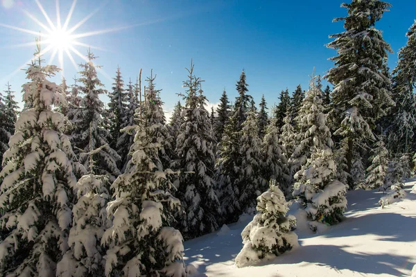 Abetos Cubiertos Nieve Temporada Invierno Concepto Naturaleza Cielo Azul Sol — Foto de Stock