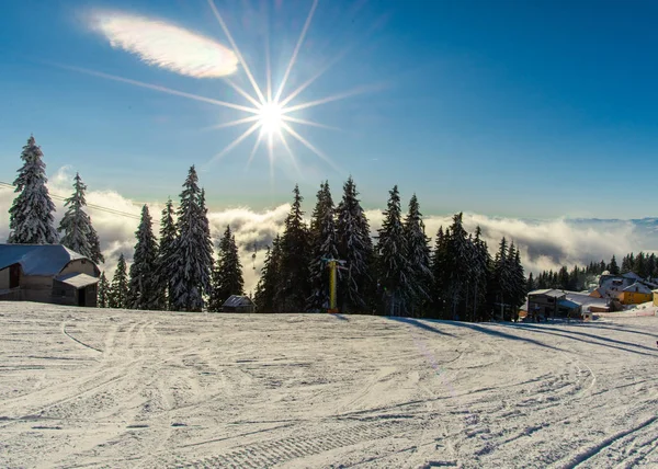 Schneebedeckte Tannen Winter Naturkonzept Und Blauer Himmel Und Strahlende Sonne — Stockfoto