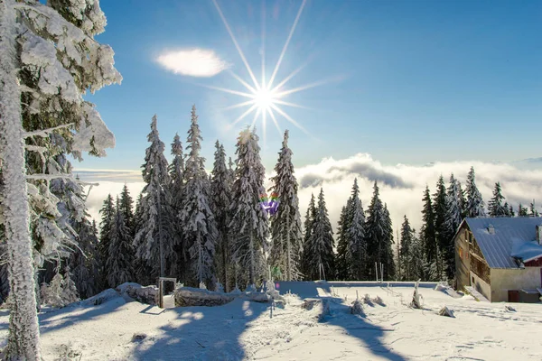 Neve Coberto Abetos Temporada Inverno Conceito Natureza Céu Azul Sol — Fotografia de Stock