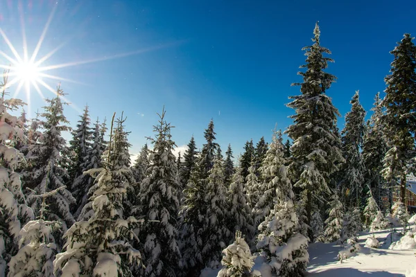冬の季節 性質の概念 青い空に覆われたモミの木は雪します — ストック写真