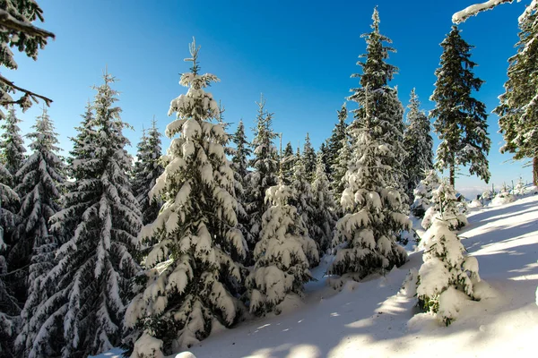 Abetos Cubiertos Nieve Temporada Invierno Concepto Naturaleza Cielo Azul — Foto de Stock