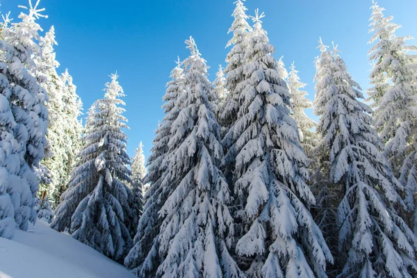 Árboles Coníferas Cubiertos Nieve Cielo Azul — Foto de Stock