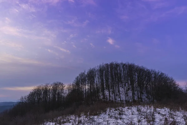 Bellissimo Viola Viola Tramonto Cielo Sopra Alberi Della Foresta Legno — Foto Stock