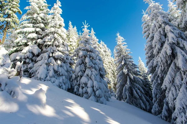 Árboles Coníferas Cubiertos Nieve Cielo Azul — Foto de Stock