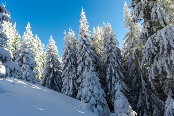 Árboles Coníferas Cubiertos Nieve Cielo Azul — Foto de Stock