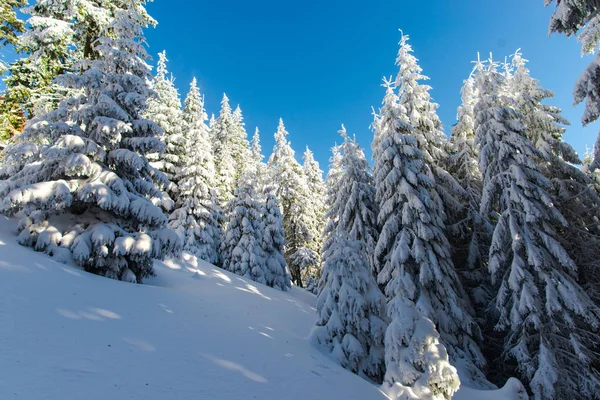 Árboles Coníferas Cubiertos Nieve Cielo Azul — Foto de Stock
