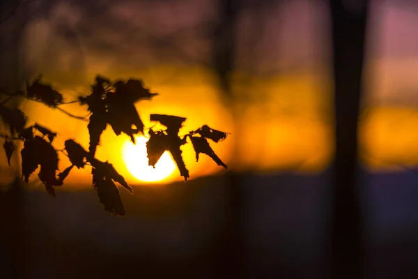 Величественное Небо Заката Оранжевым Солнцем Ветвями Деревьев Переднем Плане — стоковое фото