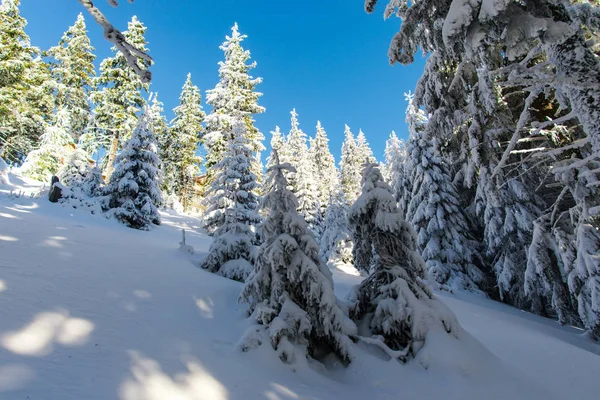 Árboles Coníferas Cubiertos Nieve Cielo Azul — Foto de Stock