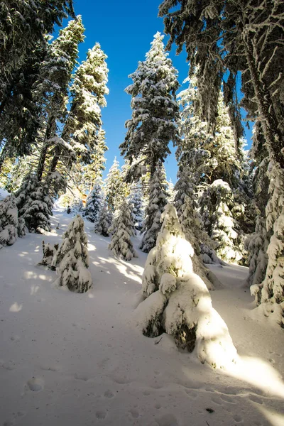 snow covered coniferous trees and blue sky