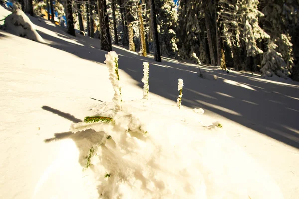 Stagione Invernale Conifere Innevate — Foto Stock