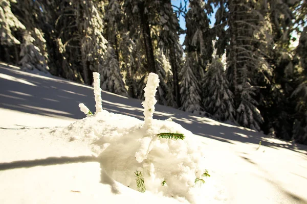 Зимовий Сезон Покриті Снігом Хвойні Дерева — стокове фото