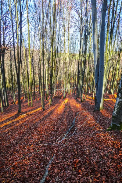 Automne Pittoresque Dans Forêt Avec Des Arbres Paysage Avec Des — Photo