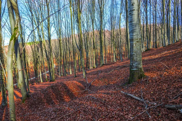 Vackra Höst Skog Med Träd Landskap Med Blad — Stockfoto