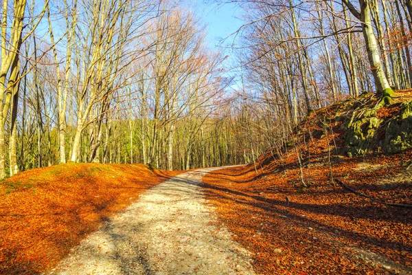 Malerischer Herbst Wald Mit Bäumen Landschaft Mit Blättern Und Straße — Stockfoto