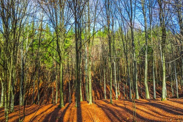 Scenic Autumn Forest Trees Landscape Red Leaves — Stock Photo, Image