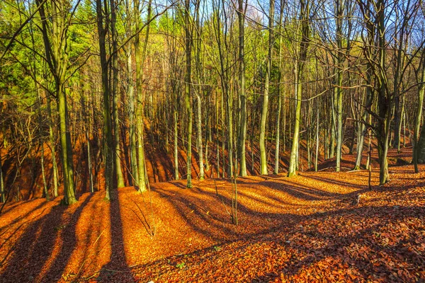 风景秋天在森林与树 风景与红色叶子 — 图库照片