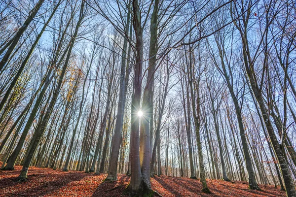 Landskap Med Röda Blad Höst Skog Med Träd — Stockfoto