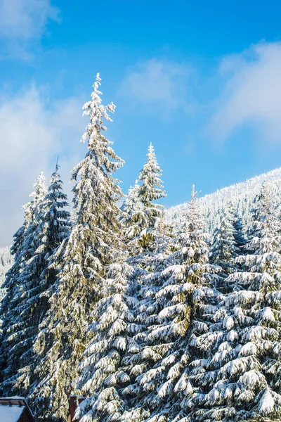 Bosque Invierno Cubierto Nieve Con Pinos Cielo Azul — Foto de Stock