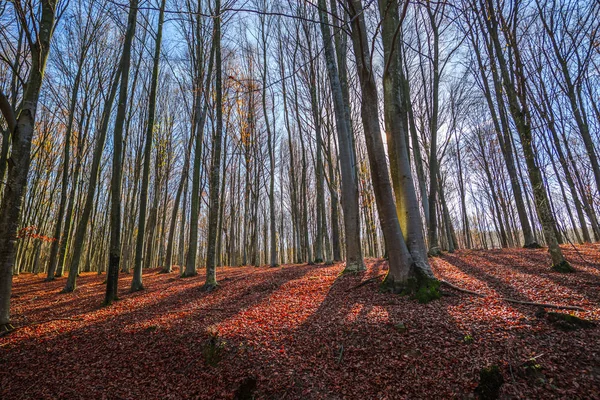 Paisagem Com Folhas Vermelhas Outono Floresta Com Árvores — Fotografia de Stock