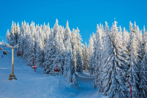 Bosque Invierno Cubierto Nieve Con Pinos Cielo Azul — Foto de Stock