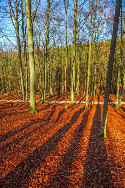 나무와도 방법가 바닥에 나뭇잎 — 스톡 사진