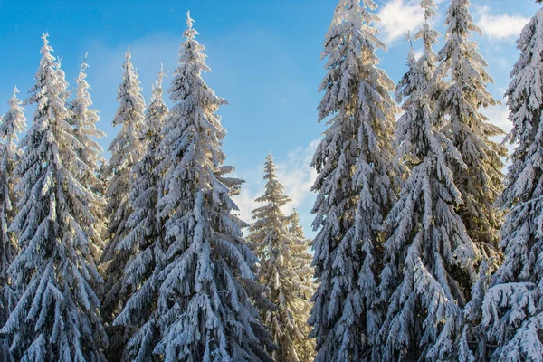 Bosque Invierno Cubierto Nieve Con Pinos Cielo Azul — Foto de Stock