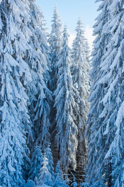 Temporada Invierno Árboles Coníferas Cubiertos Nieve — Foto de Stock