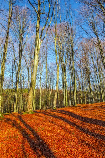 Bela Floresta Outono Com Árvores — Fotografia de Stock