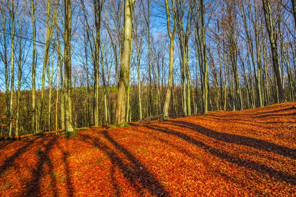 Herfst Bos Met Bomen Rood Bruine Bladeren Grond — Stockfoto