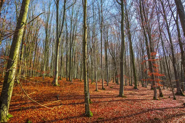 秋の森の木と赤茶色の地面に葉します — ストック写真