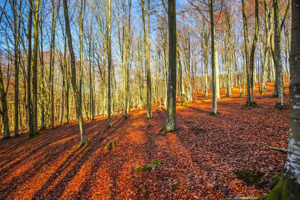 风景秀丽的秋天在森林与树和红色叶子在地面上 — 图库照片