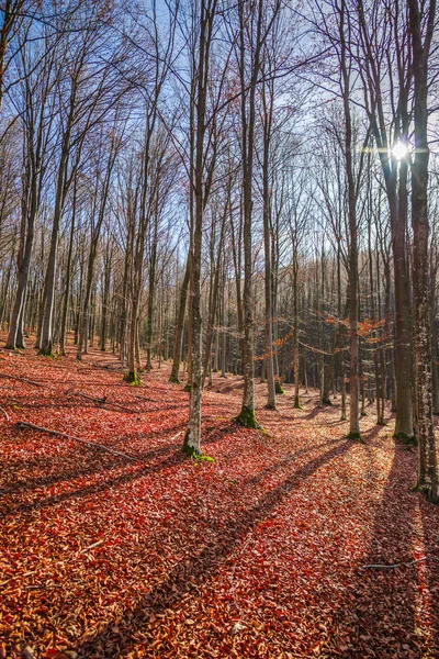 秋の森の木と赤茶色の地面に葉します — ストック写真