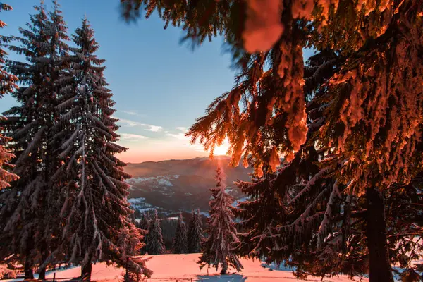 Abetos Nevados Estação Inverno Céu Montanha Por Sol — Fotografia de Stock