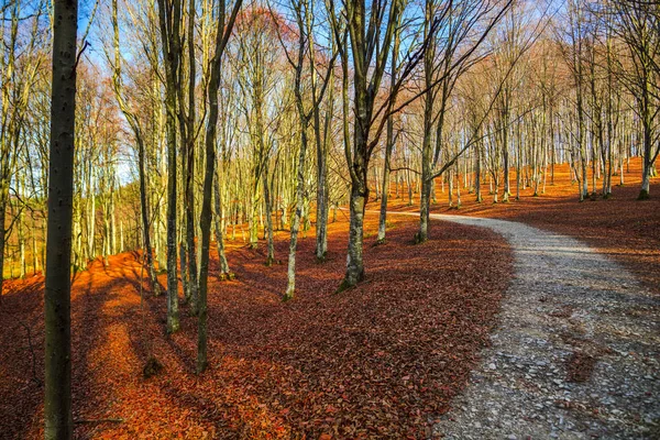 秋天森林与树和路路方式 — 图库照片