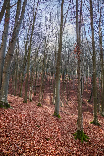 Φθινοπωρινό Δάσος Δέντρα Και Κόκκινο Καφέ Φύλλα Στο Έδαφος — Φωτογραφία Αρχείου