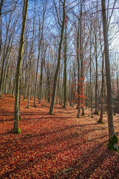 Scenic Autumn Forest Trees Red Leaves Ground — Stock Photo, Image