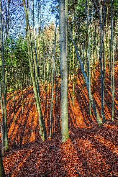 Malebný Podzim Lese Stromy — Stock fotografie