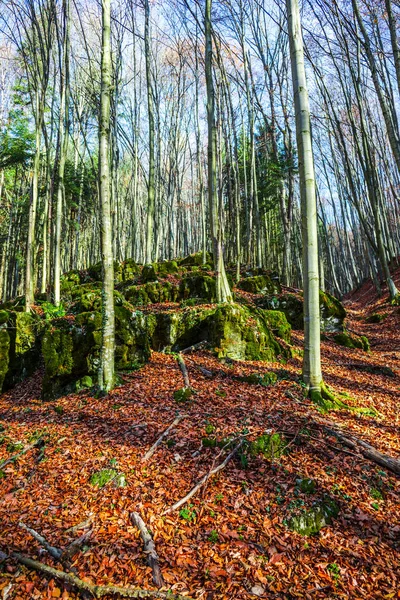 Landschap Met Rode Bladeren Herfst Het Bos Met Bomen — Stockfoto