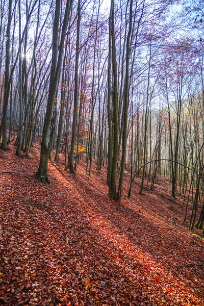 Festői Őszi Erdő Fák — Stock Fotó