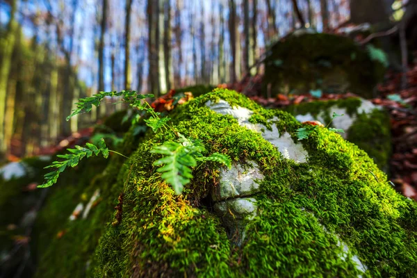 Detalles Bosque Otoñal Fondo Natural — Foto de Stock