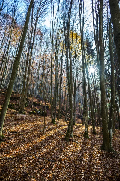 風光明媚な公園の木 紅葉の風景秋 — ストック写真