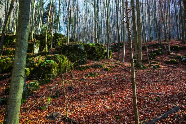 Schilderachtige Herfst Het Park Met Bomen Landschap Met Rode Bladeren — Stockfoto