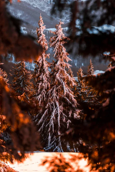 Pacíficos Abetos Cubiertos Nieve Temporada Invierno Bosque Puesta Sol — Foto de Stock