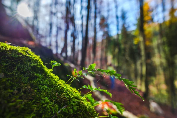 Szczegóły Lasu Jesienna Naturalne Tło — Zdjęcie stockowe