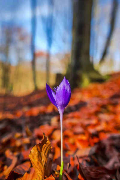 beautiful autumn forest and growing purple crocus flower