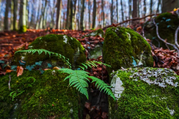 秋の森の詳細 自然の背景 — ストック写真