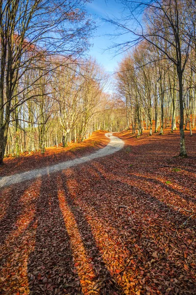 木と道路のパスを持つ風光明媚な秋の森の方法 — ストック写真